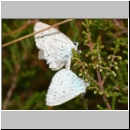 Celastrina argiolus - Faulbaumblaeuling 06a.jpg